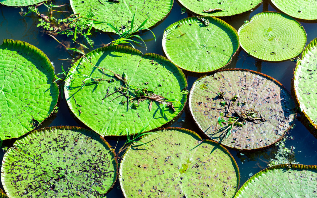 Gouvernance Partagée