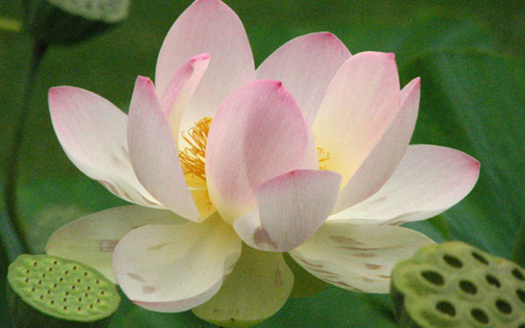 Corporate Mindfulness